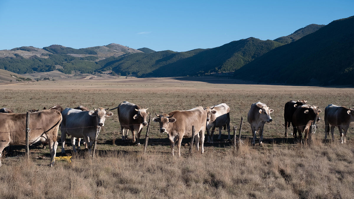 Un gruppo di mucche nel paesaggio montano della campagna WNB FW26/27